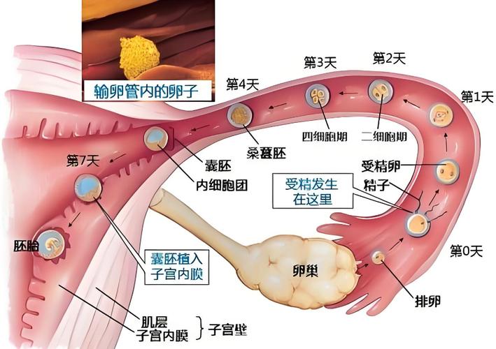 促排卵药药效多长时间_促排卵药成功率多大_促排卵药物