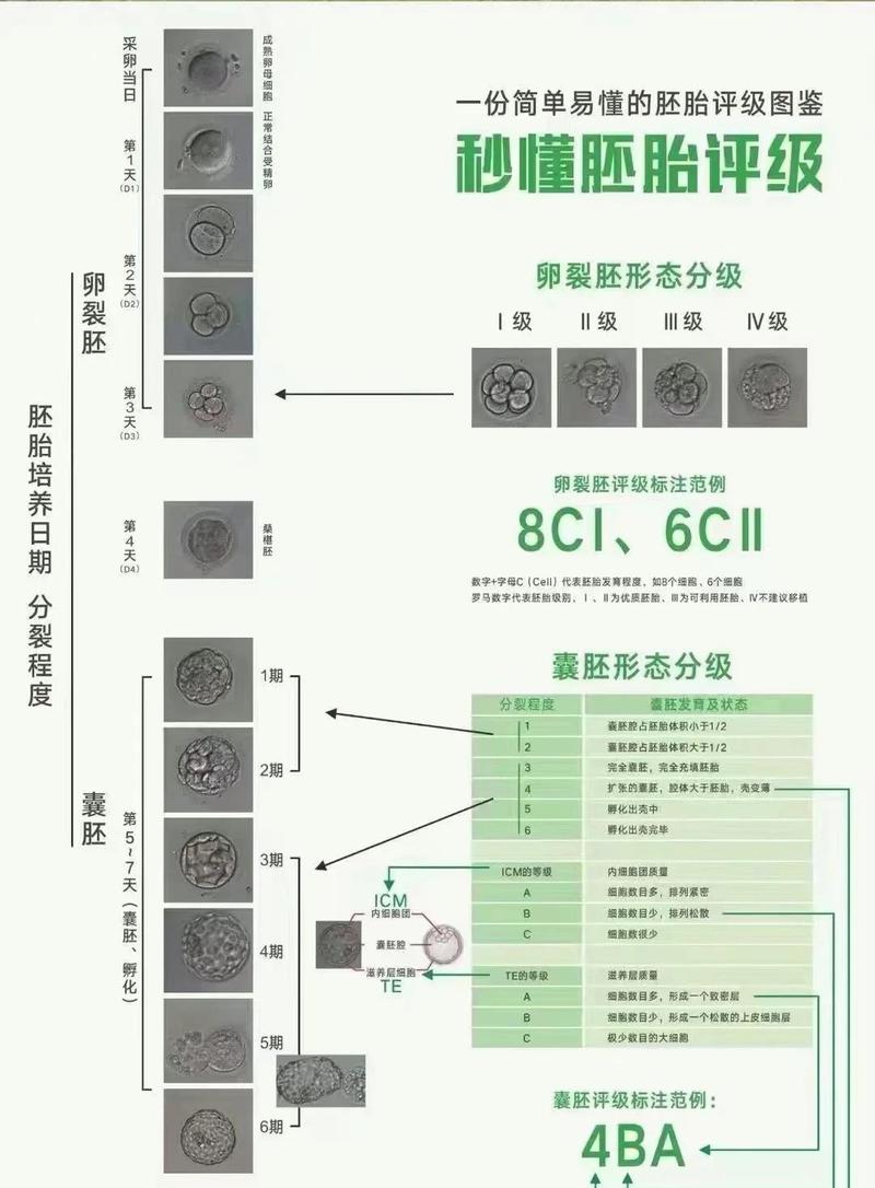 卵裂胚评分高低怎么看 对试管成功率影响大吗