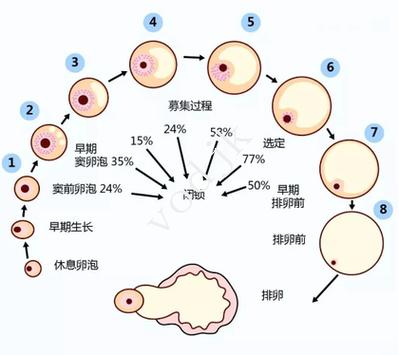试管的的价格_做三代试管价格多少_试管一代费用明细