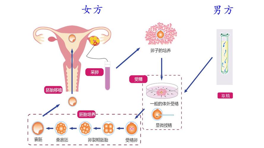 同性辅助生殖如何做_做辅助生殖的私立医院_辅助生殖十大培训基地